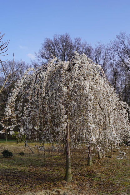 Prunus 'Snofozam' op stam op stam