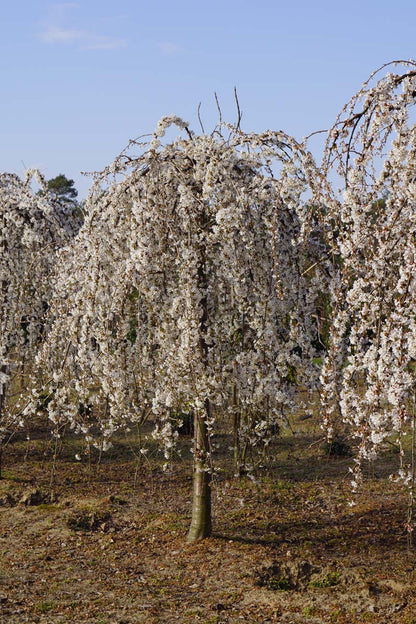 Prunus 'Snofozam' op stam op stam