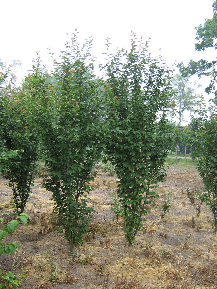 Prunus 'Spire' meerstammig / struik