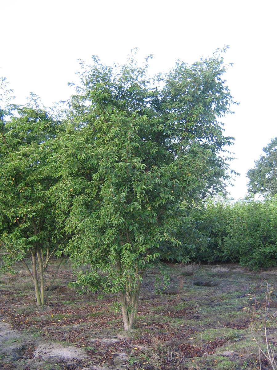 Prunus subhirtella 'Autumnalis Rosea' meerstammig / struik meerstammig
