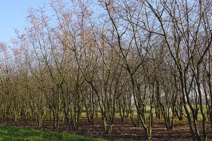 Prunus subhirtella 'Autumnalis Rosea' meerstammig / struik meerstammig
