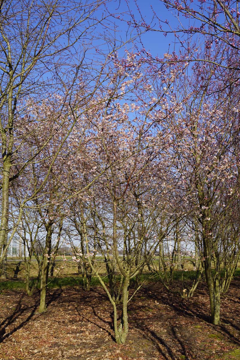 Prunus subhirtella 'Autumnalis Rosea' meerstammig / struik meerstammig