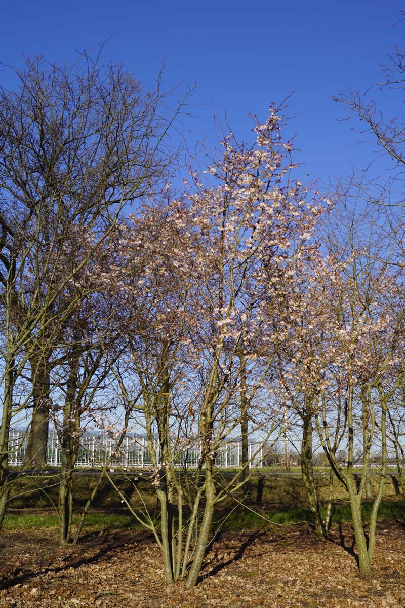 Prunus subhirtella 'Autumnalis Rosea' meerstammig / struik meerstammig