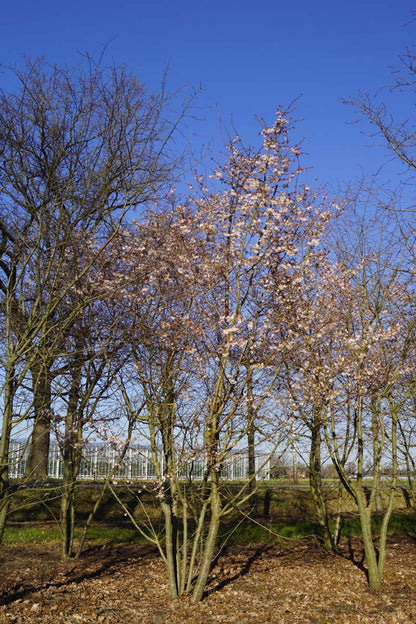 Prunus subhirtella 'Autumnalis Rosea' meerstammig / struik meerstammig