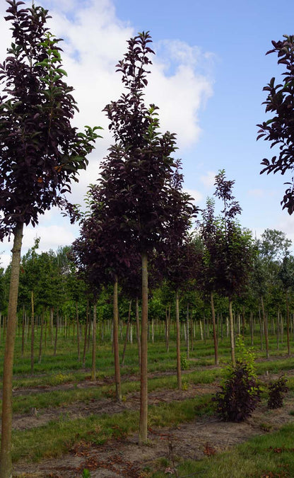 Prunus virginiana 'Canada Red' op stam op stam