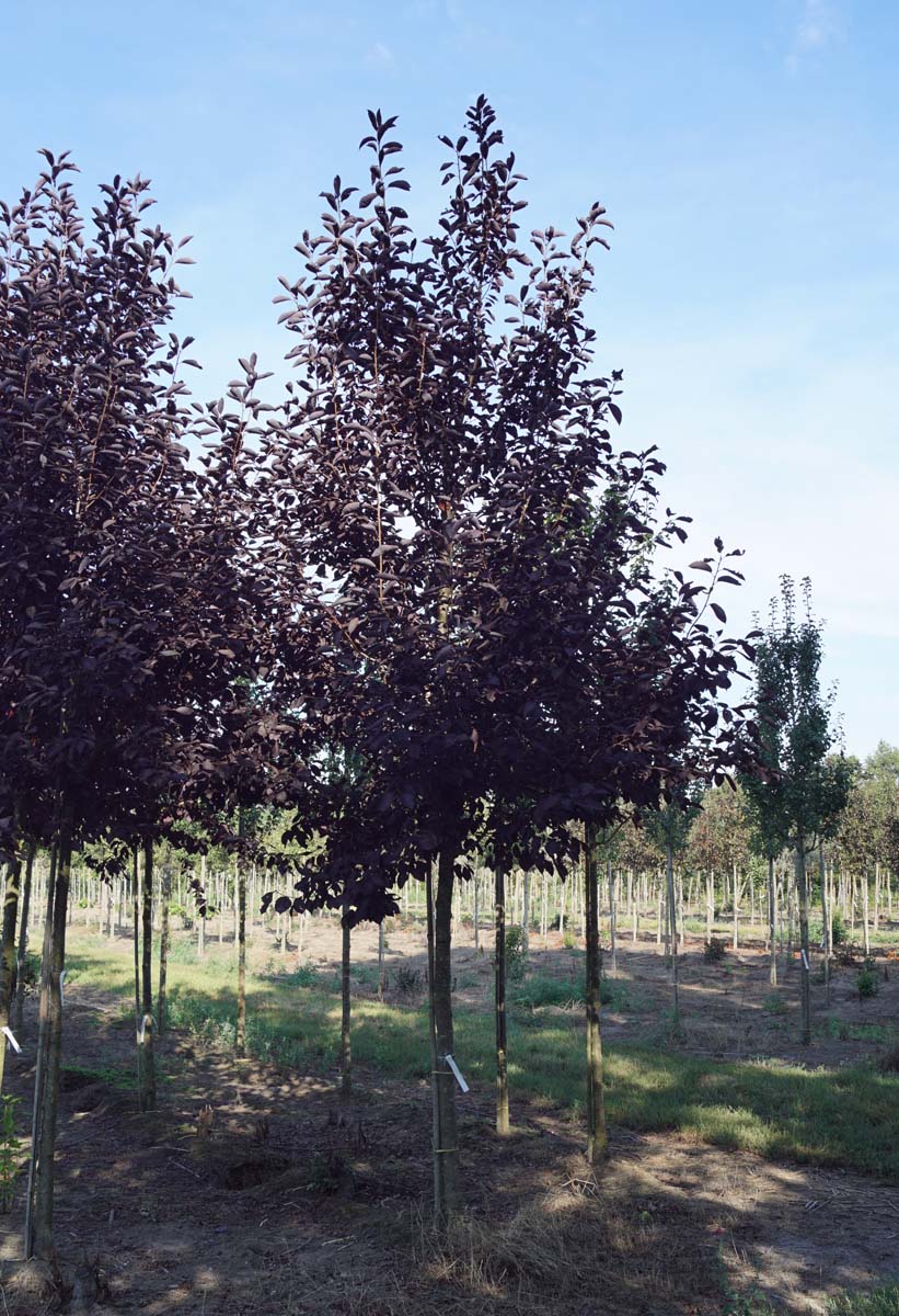 Prunus virginiana 'Canada Red' op stam op stam
