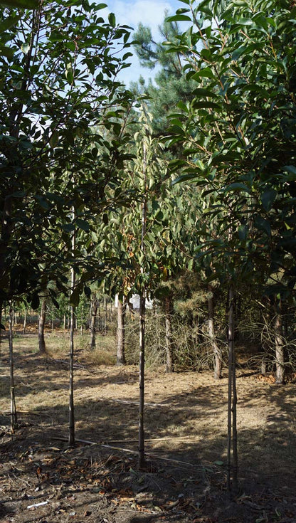 Pterostyrax corymbosa op stam op stam