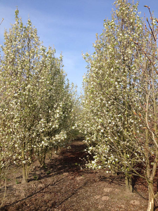 Pyrus calleryana 'Chanticleer' meerstammig / struik meerstammig