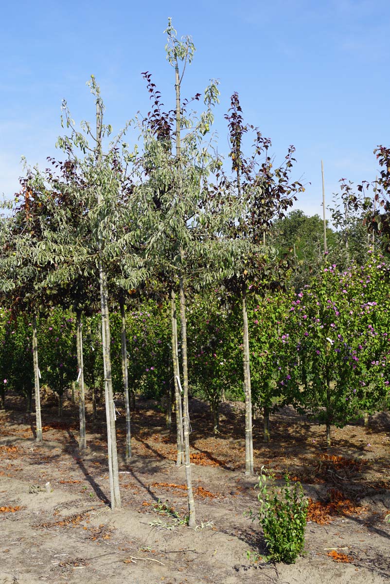Pyrus elaeagnifolia 'Silver Sails' op stam op stam