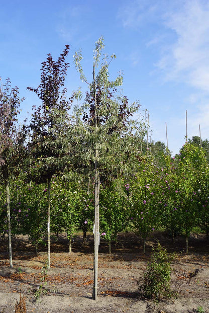 Pyrus elaeagnifolia 'Silver Sails' op stam op stam