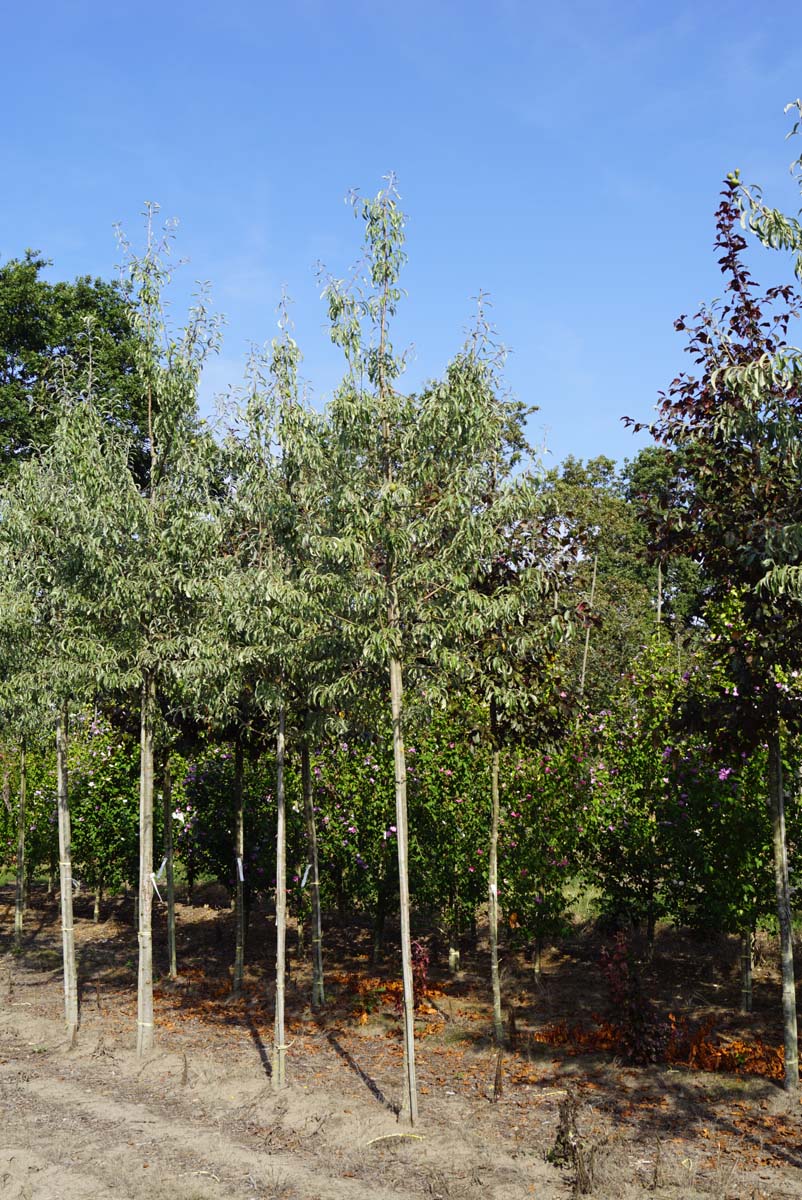 Pyrus elaeagnifolia 'Silver Sails' op stam op stam
