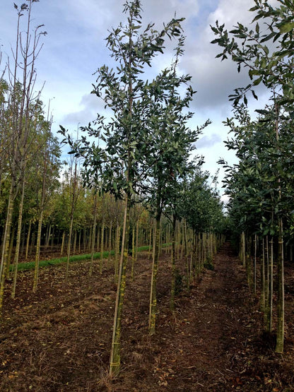 Quercus castaneifolia 'Green Spire' op stam op stam