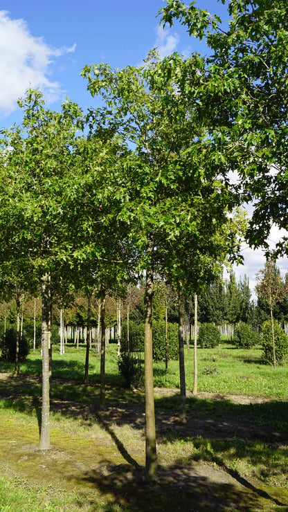 Quercus palustris 'Silhouette' op stam