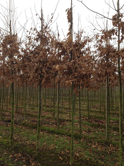 Quercus petraea op stam op stam