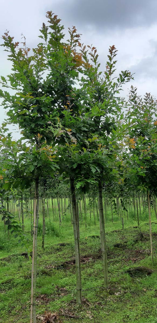 Quercus texana 'New Madrid' op stam op stam