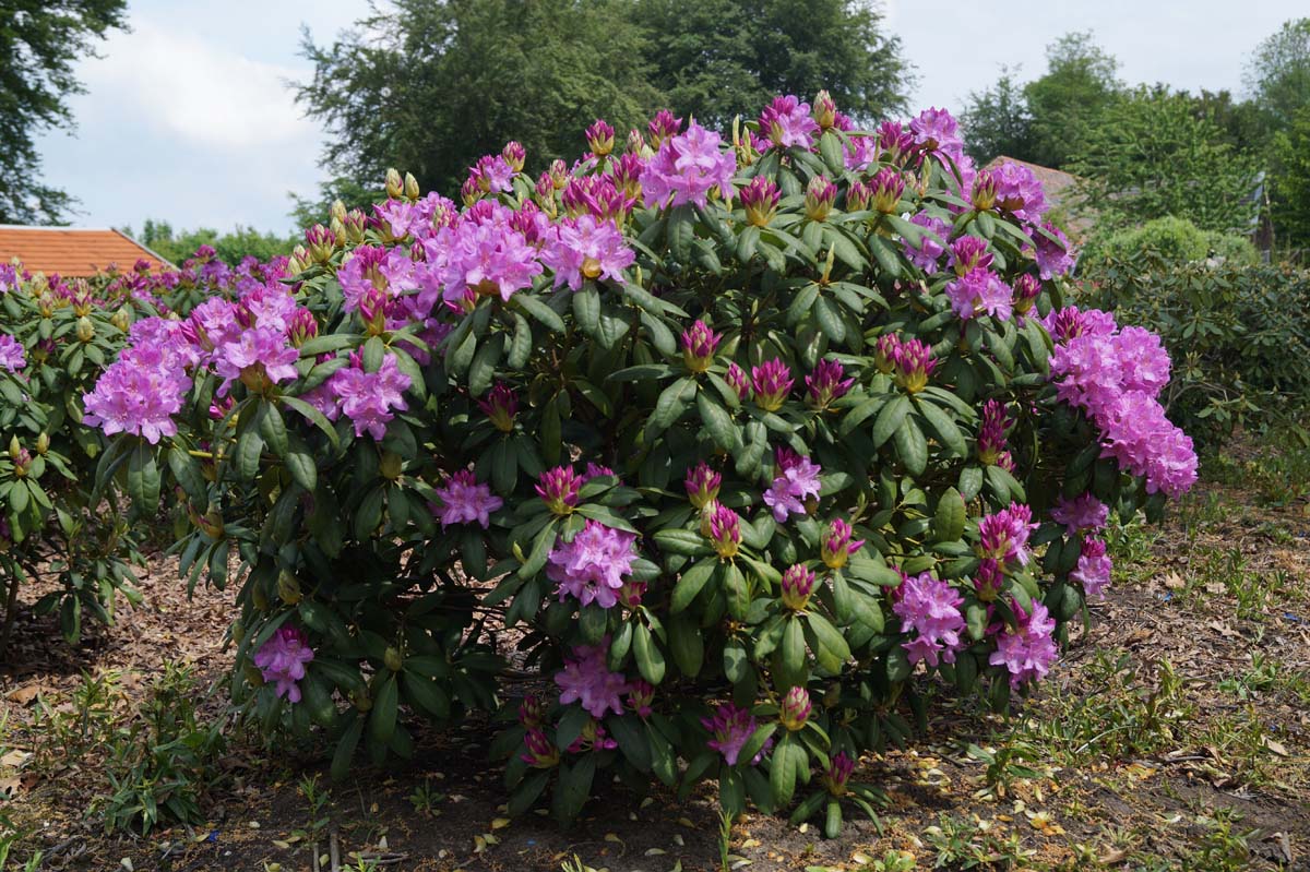 Rhododendron impeditum 'Gristede' – Kleinblättriger Rhododendron Rhododendron impeditum 'Gristede' – Kleinblättriger Rhododendron