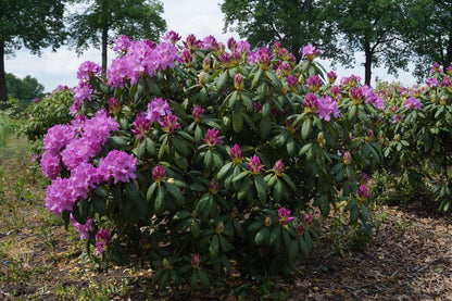 Rhododendron 'Roseum Elegans' meerstammig / struik struik