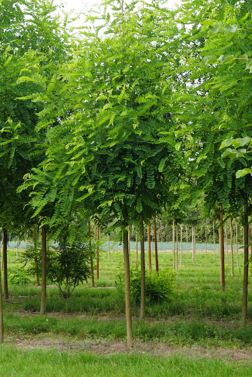 Robinia pseudoacacia 'Appalachia' op stam op stam