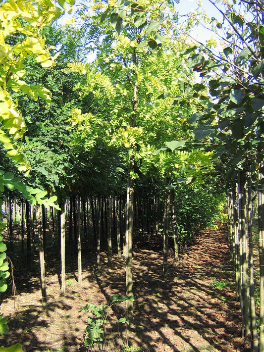 Robinia pseudoacacia 'Frisia' op stam op stam