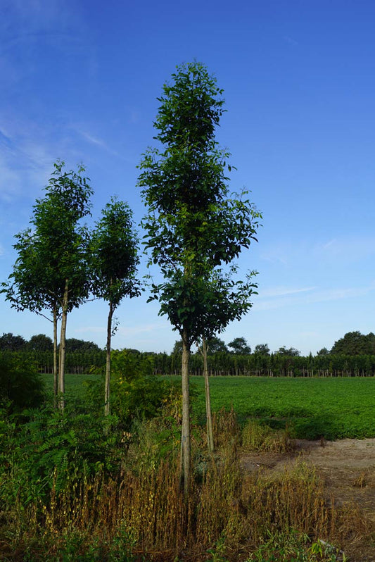 Robinia pseudoacacia 'Unifoliola' op stam op stam