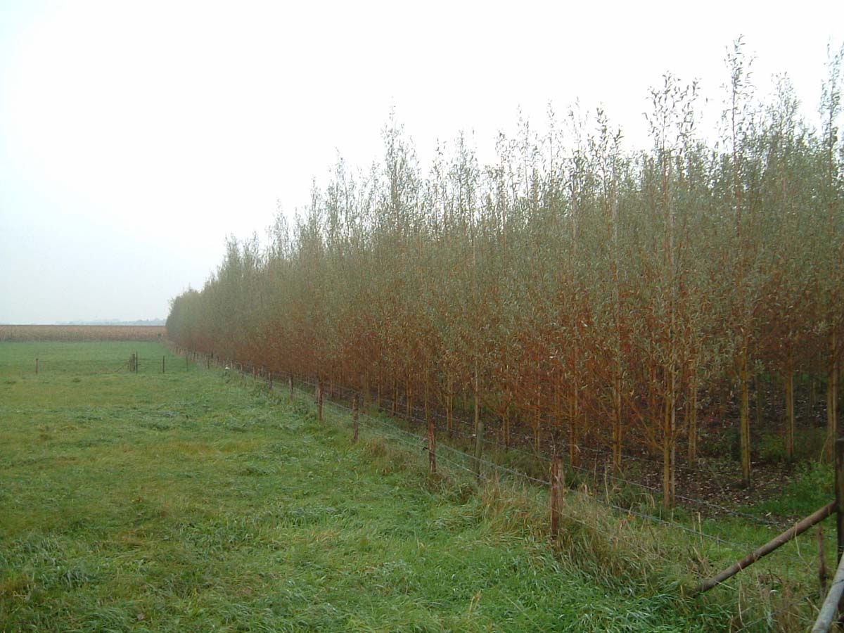Salix alba op stam op stam