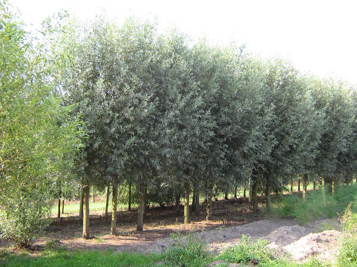 Salix alba op stam op stam