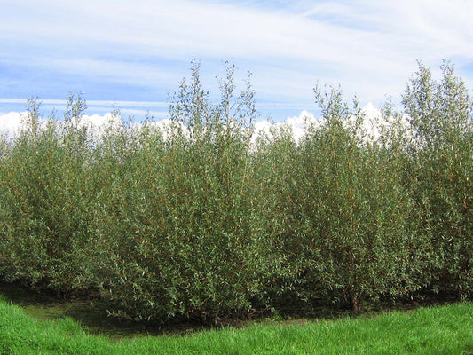 Salix alba meerstammig / struik meerstammig