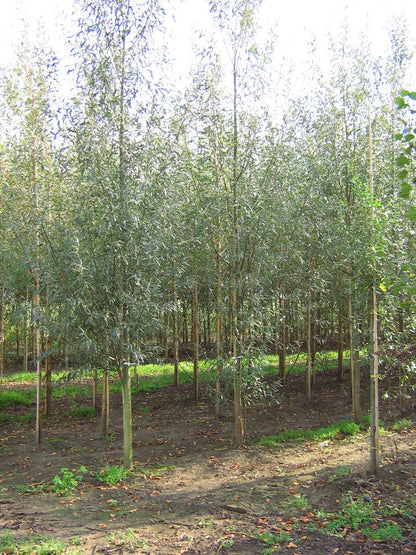 Salix alba 'Belders' op stam op stam