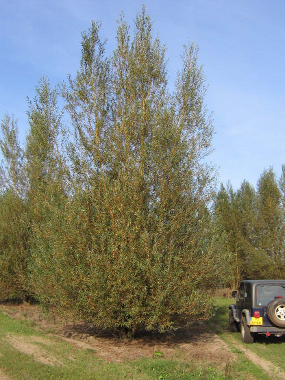 Salix alba 'Chermesina' meerstammig / struik meerstammig