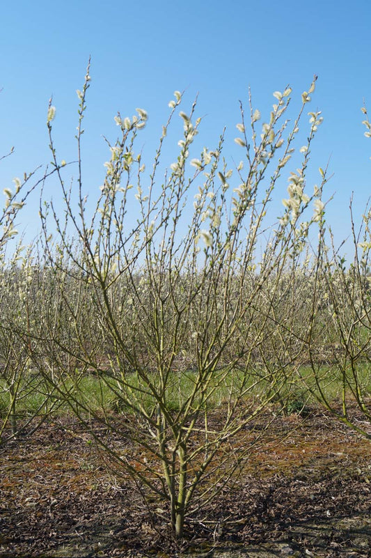 Salix cinerea meerstammig / struik meerstammig