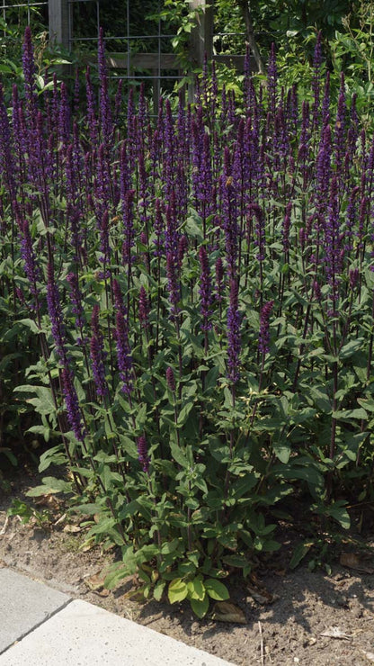 Salvia nemorosa 'Caradonna'