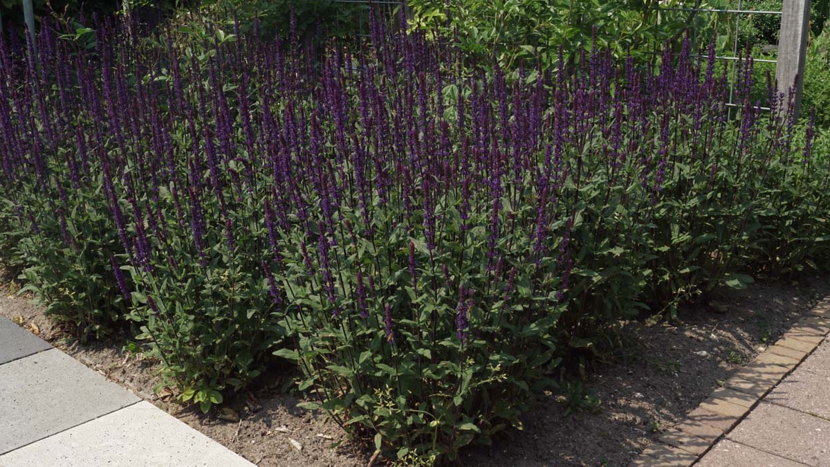 Salvia nemorosa 'Caradonna'