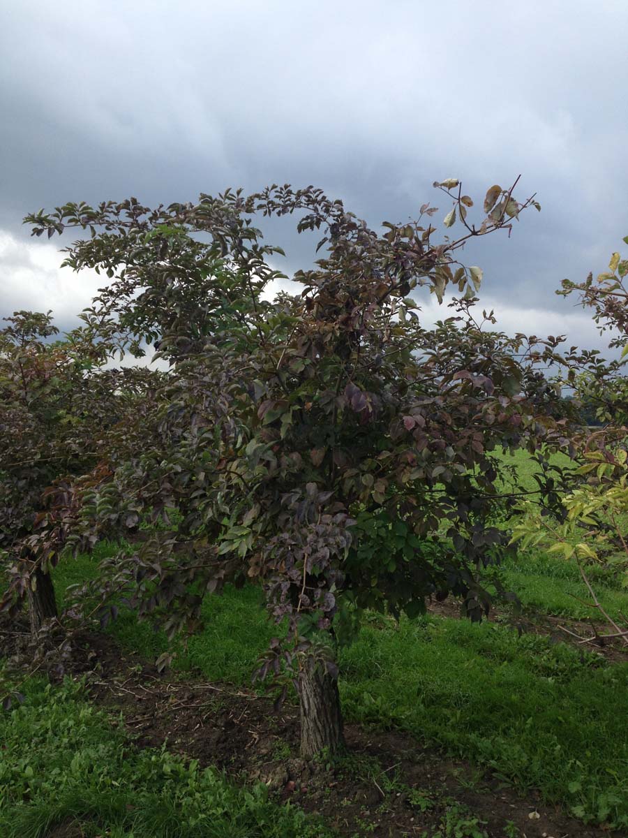 Sambucus nigra solitair solitair