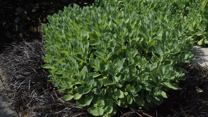 Sedum spectabile 'Brillant' tuinplanten