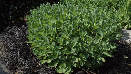 Sedum spectabile 'Brillant' tuinplanten