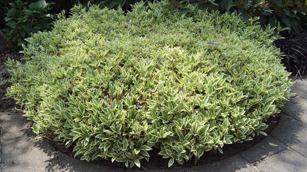 Skimmia japonica 'Magic Marlot' struik