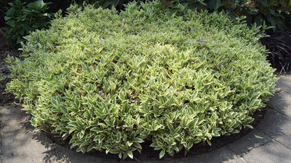 Skimmia japonica 'Magic Marlot' struik