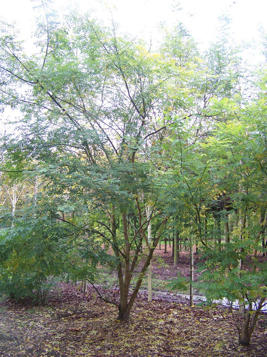 Styphnolobium japonicum meerstammig / struik struik