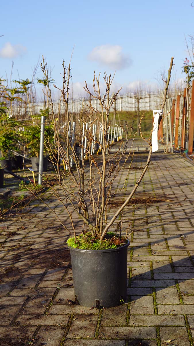 Sorbaria sorbifolia meerstammig / struik struik