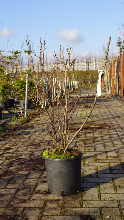 Sorbaria sorbifolia meerstammig / struik struik