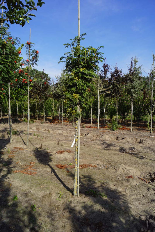Sorbus 'Flanrock' op stam op stam