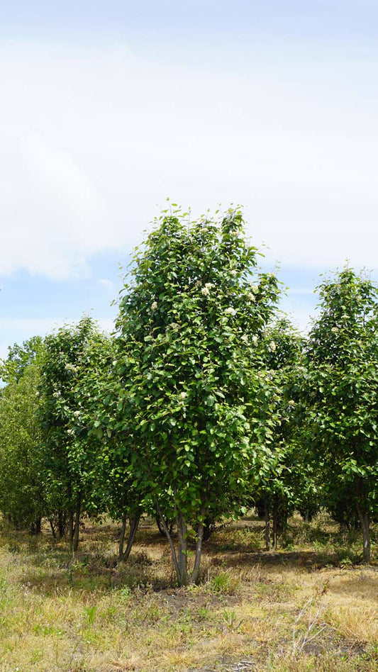 Sorbus intermedia meerstammig / struik meerstammig