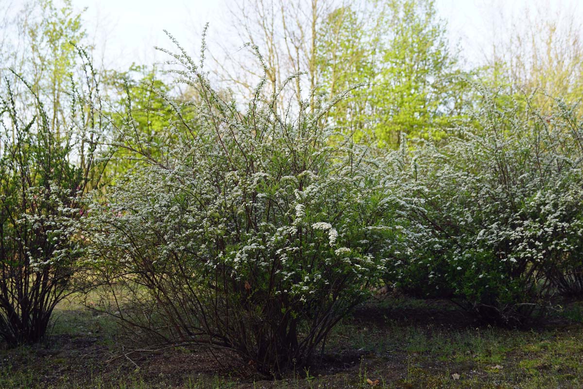 Spiraea nipponica 'Snowmound' meerstammig / struik struik