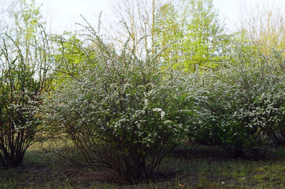 Spiraea nipponica 'Snowmound' meerstammig / struik struik