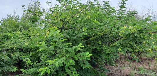 Stewartia rostrata meerstammig / struik meerstammig