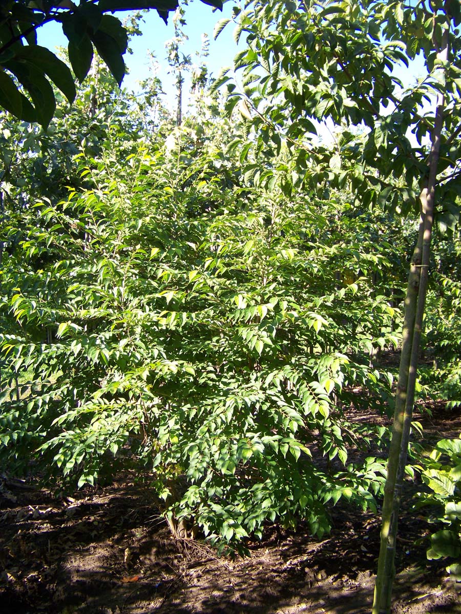 Styrax japonicus meerstammig / struik