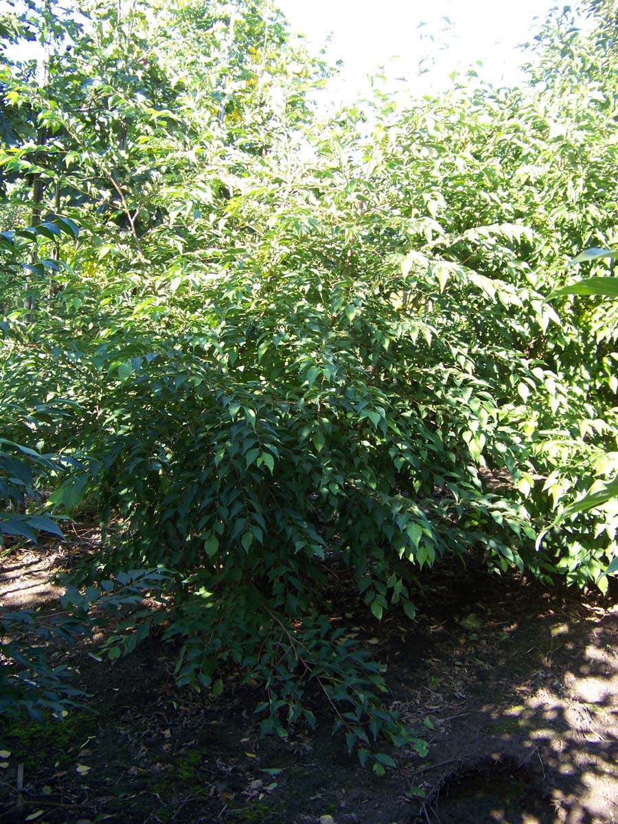 Styrax japonicus meerstammig / struik meerstammig