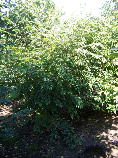 Styrax japonicus meerstammig / struik meerstammig