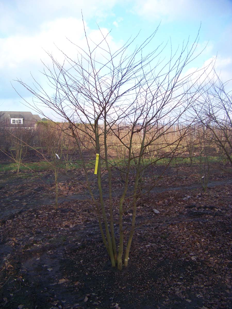 Styrax japonicus meerstammig / struik meerstammig