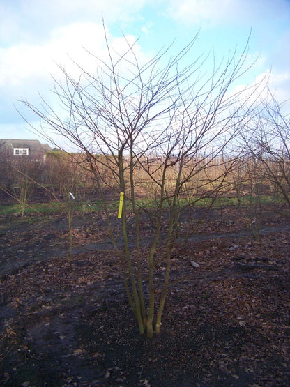 Styrax japonicus meerstammig / struik meerstammig